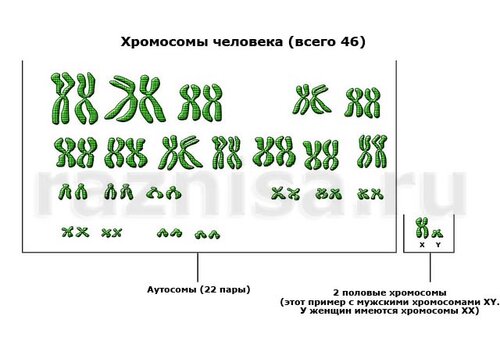 Разница между Аутосомами и Гоносомами 1 Хромосомы человека