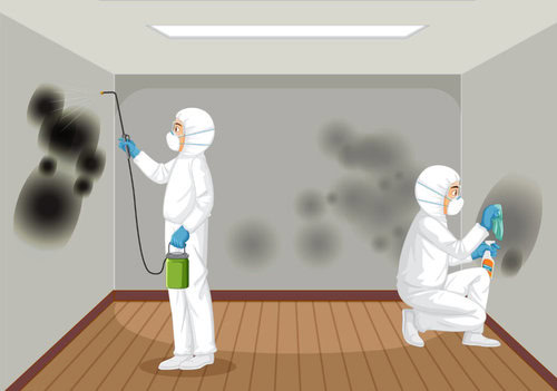 Mold Removal and Remediation in New Jersey