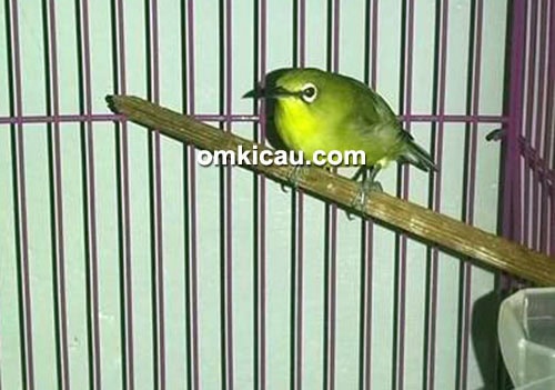 Pleci Tapak Lawu
