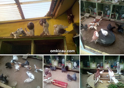 burung puter hias