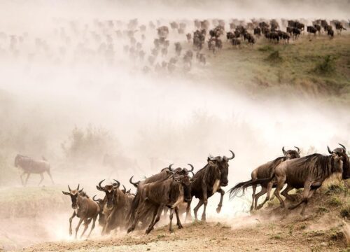 Great Migration Safari with Kale Voyage – Witness Nature’s Greatest Show