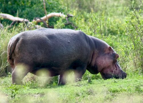 Why Timing Matters for a Safari in Tanzania