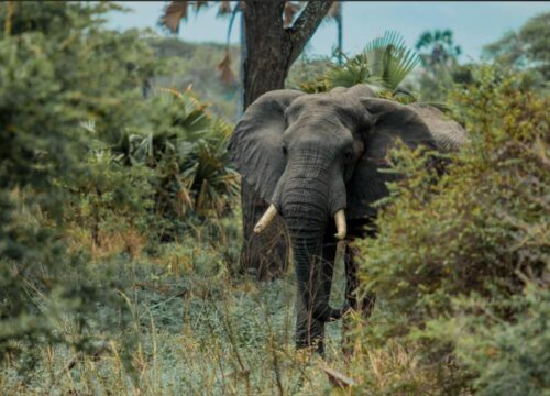 Tarangire National Park: A Hidden Gem of Tanzania