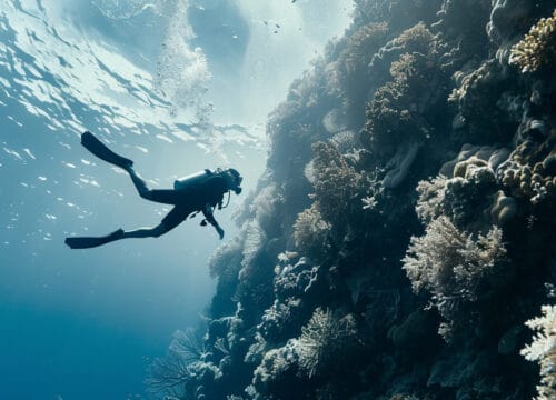 PADI Courses: Your Path to Becoming a Certified Diver