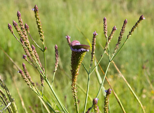 Photograph of a fasciated flowerhead of Verbena brasiliensis