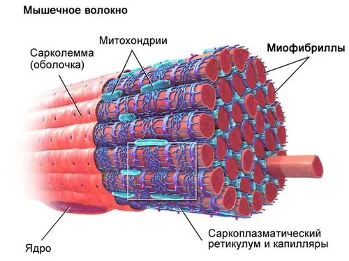 Разница между Эндомизием и Сарколеммой 2 Строение мышечного волокна