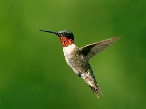 What are Migratory Birds