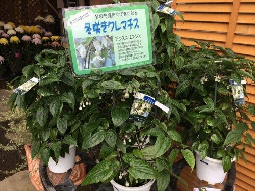 まつおえんげいレビュー011冬咲クレマチス