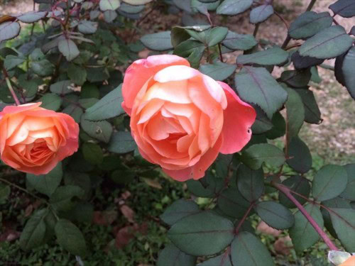 夏剪定後のバラが開花004