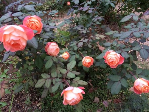 夏剪定後のバラが開花003