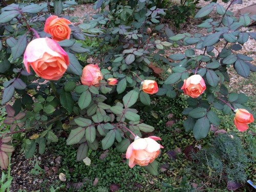 夏剪定後のバラが開花002