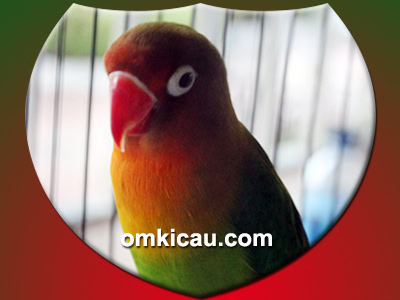 Lovebird Fretty