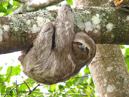 A sloth
