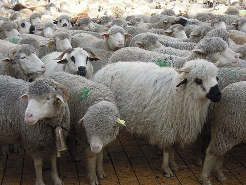 En vallée d'Aure, les gendarmes ont sécurisé la transhumance