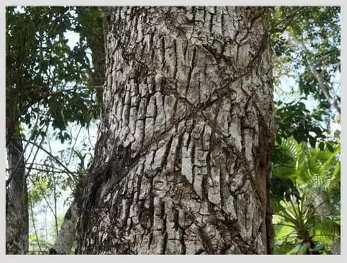 Árbol de chicle con sus cortaduras en zig zag