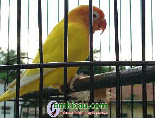 lovebird Lemon