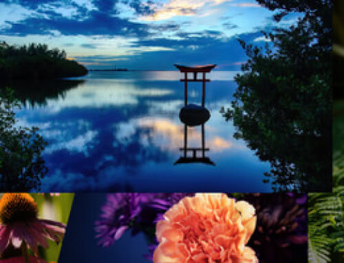 Announcing Our New Interactive Online Gallery