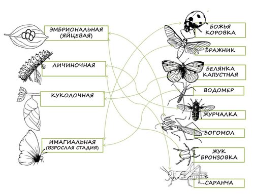 Разница между Диапаузой и Спячкой 1 Диапауза у насекомых