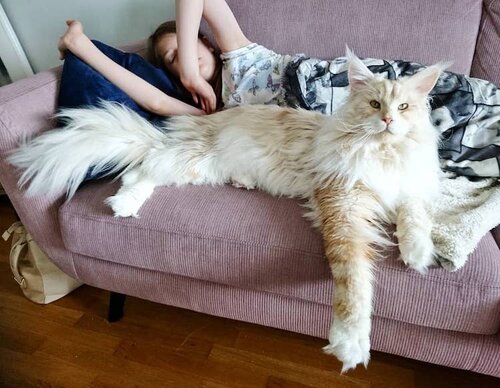 Популярные породы длинношерстных кошек 6 Мейн-кун