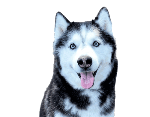 Skylar the Siberian Husky, Council of Vibes & Treats, with bright blue eyes and a cheerful expression on a white background.