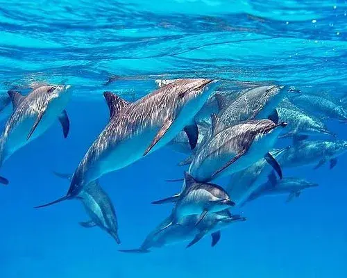 Dolphin House + potápění – dokonalý jednodenní zážitek, který musíte vyzkoušet
