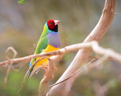 Can Birds See in Color