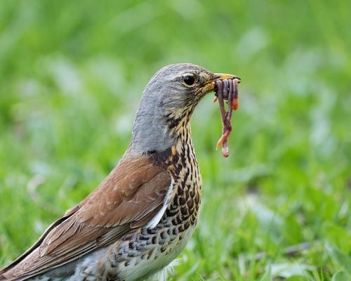 What Type of Beak Would a Worm Eating Bird Have