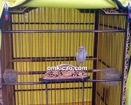 Persiapan kenari Casper