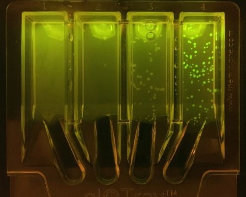 Let It Glow™ Bacterial Transformation MiniLab + MiniOne PCR System + 3 The Winston™ Fluorescence Readers (M6302) - Image 2