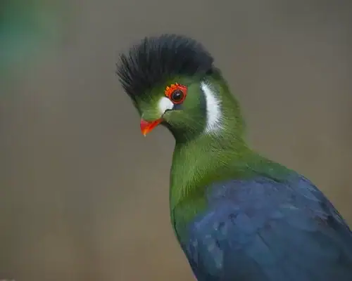 Turaco of Congo Basin