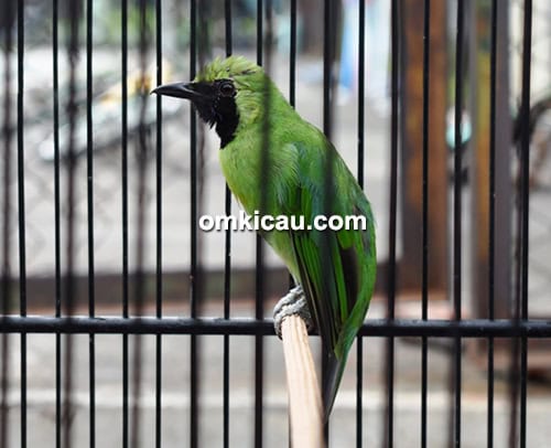 Cucak ijo New Cornel Cucak ijo New Cornel