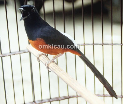 Murai batu Black Devil