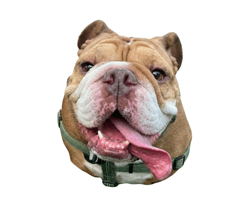 Bruce, Chief Canine of the Council of Vibes & Treats, posing with a friendly expression that reflects warmth and joy