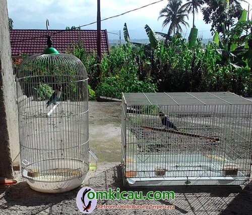 penjemuran lovebird