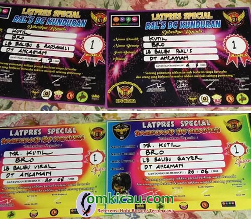 lovebird juara