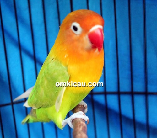Lovebird Banana