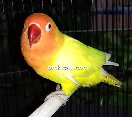 Lovebird Koslet