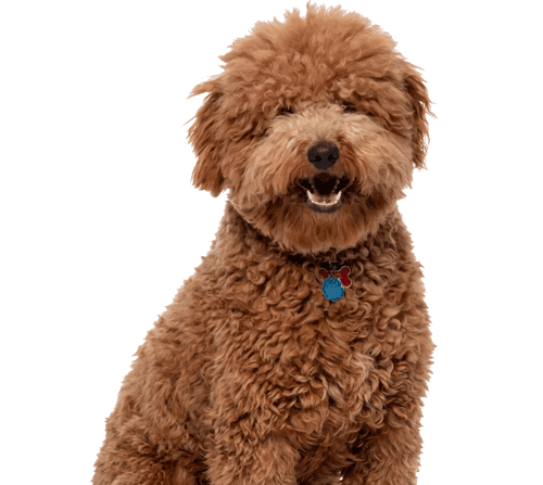 Rizzo the fluffy golden-brown doodle mix, Council of Vibes & Treats, smiling with curly coat on a white background.