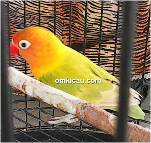 Lovebird Genit