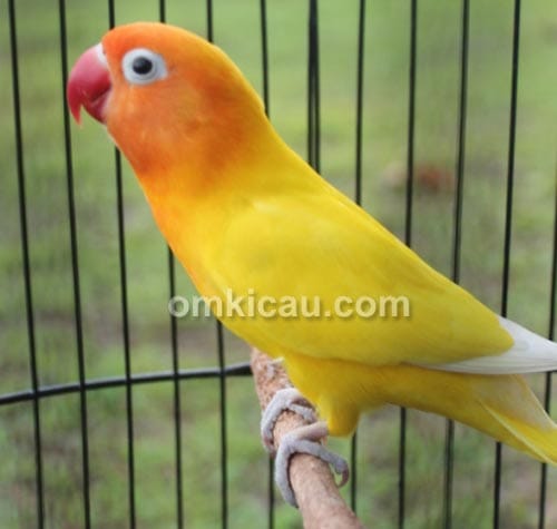 Lovebird Keep Smile