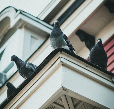 Utilizing CMMS To Safeguard Facilities From Flying Birds