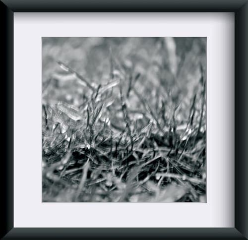 Fotografia "Szept Trawy"