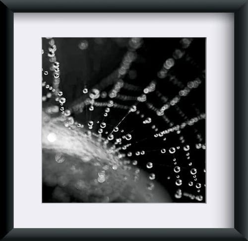 Fotografia "Krople w sieci"