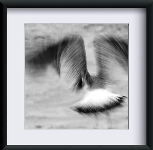 Fotografia "Wolność"