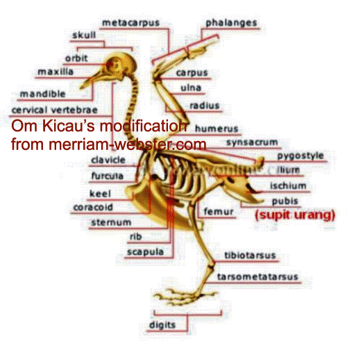 supit-urang