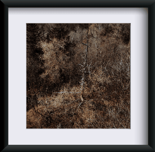 Fotografia "Leśna Melodia"