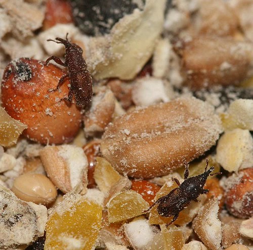 How to Freeze Bird Seed to Kill Bugs