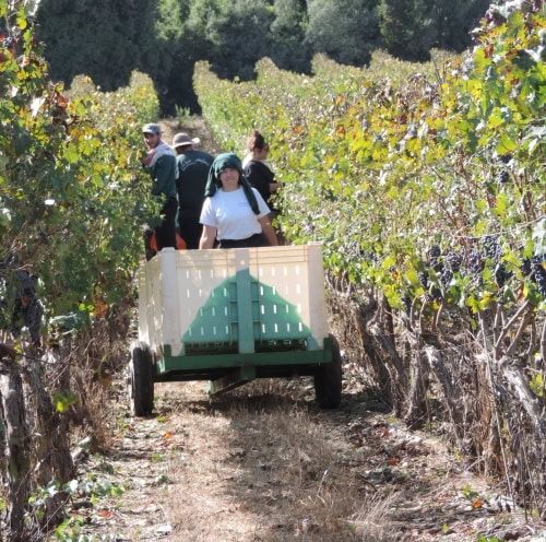Watching the important work of harvest at Tzuba winery in the Judean Hills