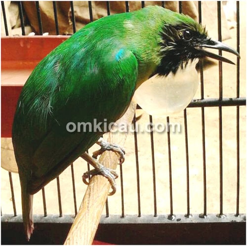 Cucak hijau Mr Granat
