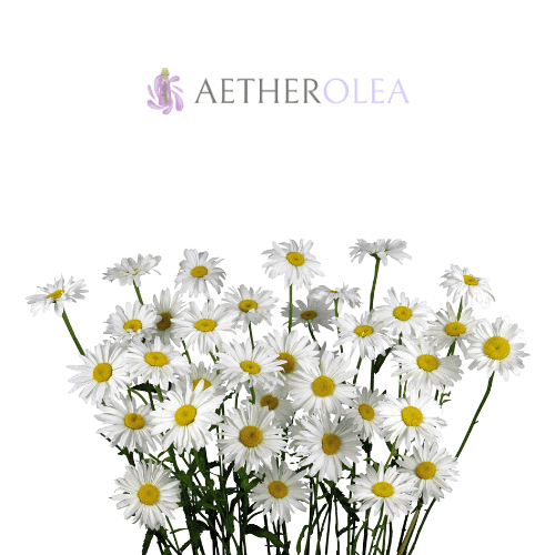 Chamomile EO Chamomile EO